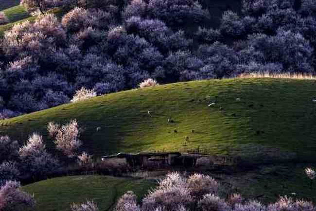 新疆新源县 原始杏树沟,图十二