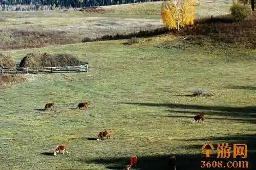 世外桃源白哈巴