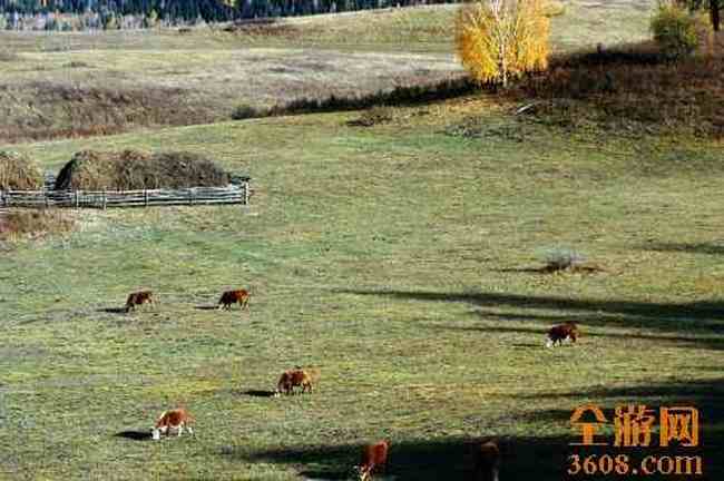 世外桃源白哈巴,图七