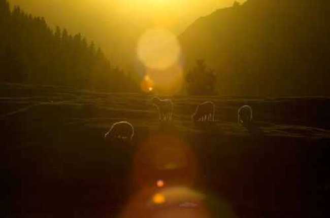 新疆江布拉克草原风光,图五