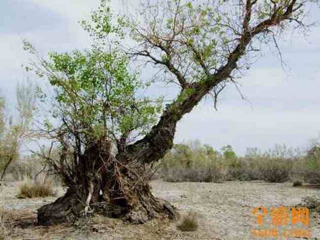 甘家湖神韵,图七