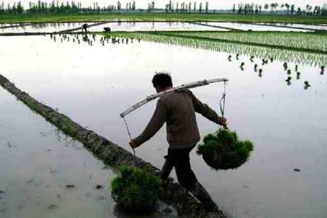 新疆米泉稻乡,图七