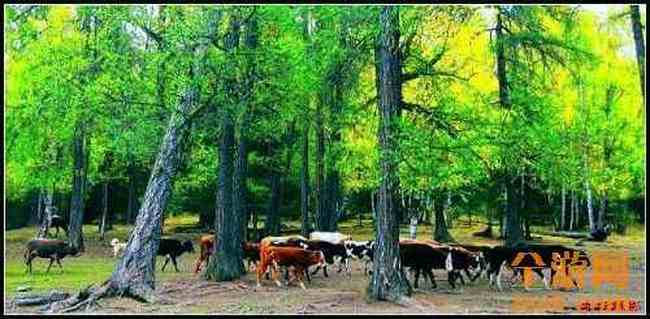 新疆北疆风光,图