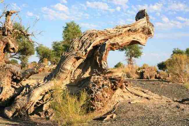 艾比湖畔的胡杨林,图四
