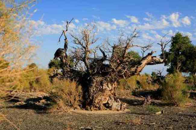 艾比湖畔的胡杨林,图六