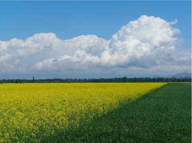 新疆库尔德宁风光,图一