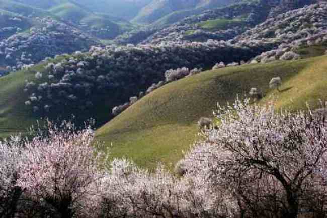 新疆新源县 原始杏树沟,图七