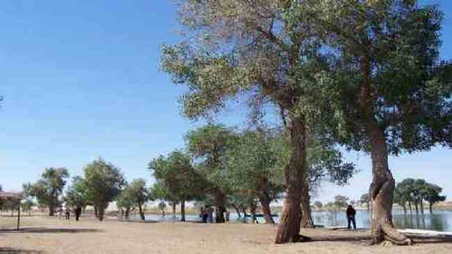 新疆--罗布泊村寨风光,图六