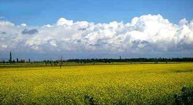 新疆伊犁油菜花田,图四