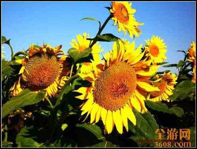 新疆北疆风光,图