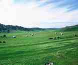 新疆依犁風(fēng)光