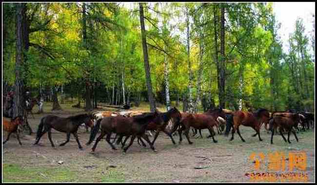 新疆北疆风光,图