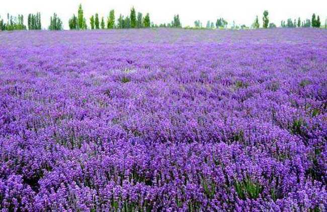 紫色花海飘香伊犁