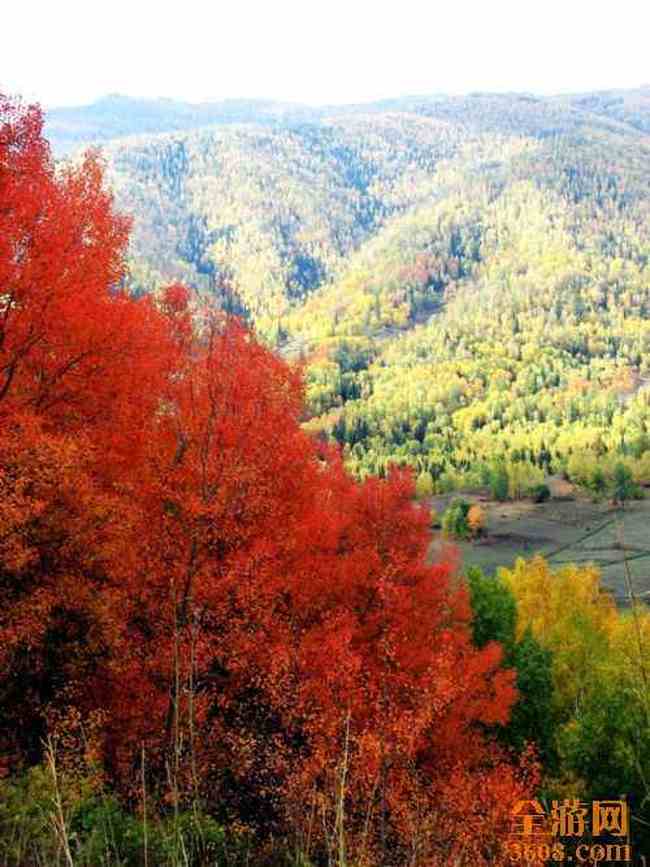 哈纳斯湖秋光,图十一