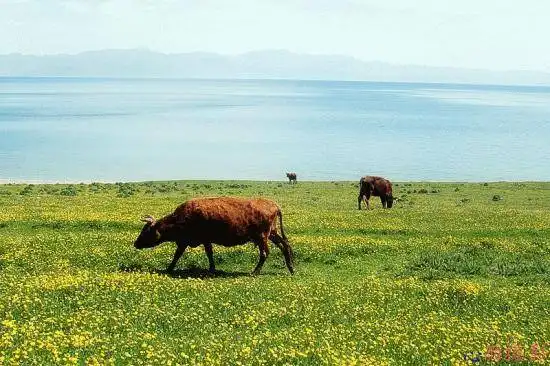 端午节赛里木湖美景