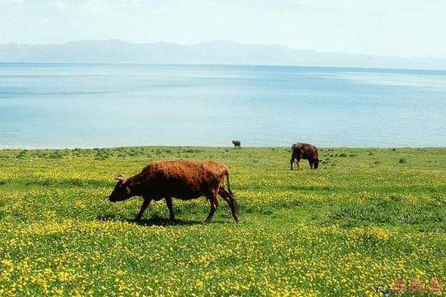 端午节赛里木湖美景,图六