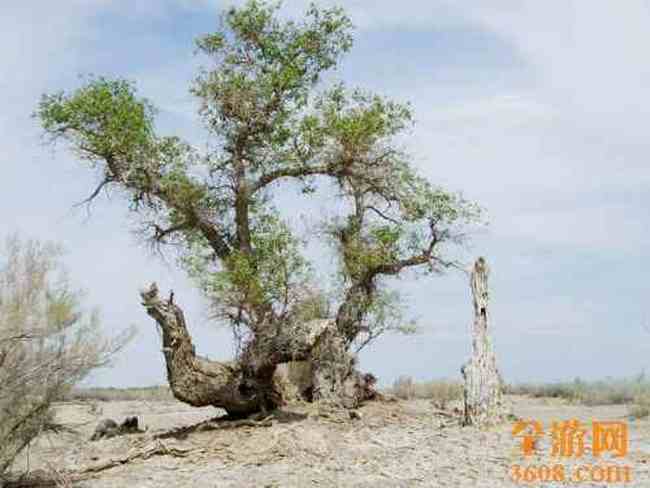 甘家湖神韵,图九