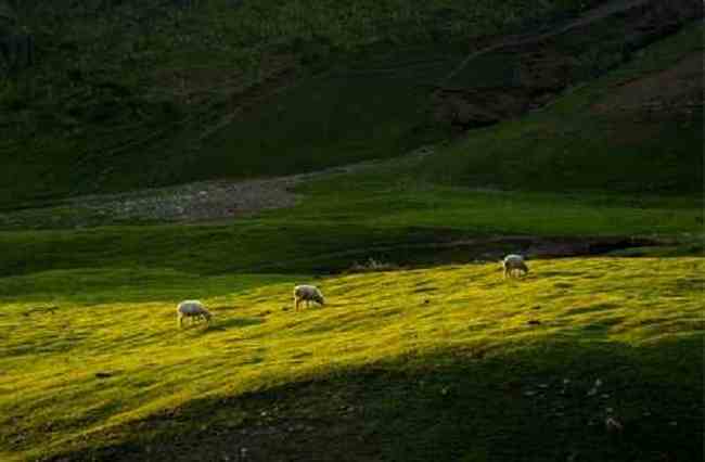新疆江布拉克草原风光,图十