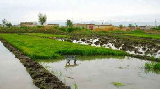 新疆米泉稻乡,图八
