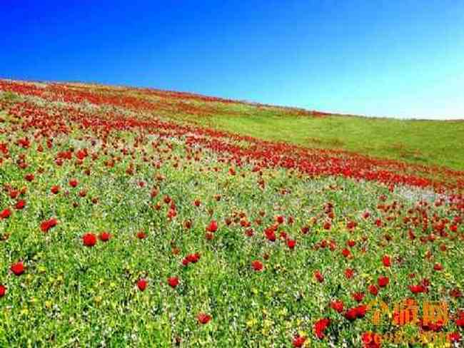 天山 红花片片,图十