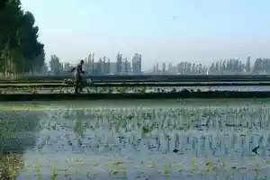 新疆米泉稻乡