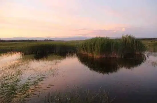 哈巴河：金色芦苇荡