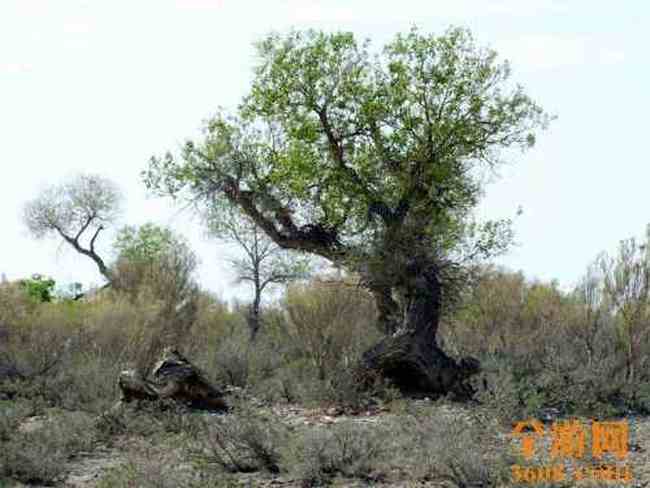 甘家湖神韵,图十五
