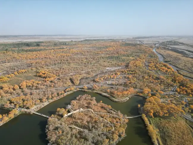 泽普金胡杨公园,图一