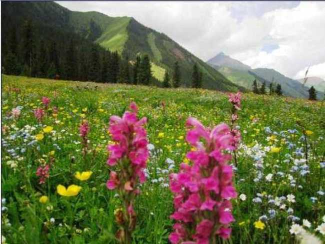 新疆天马之乡伊犁昭苏(组图),图六