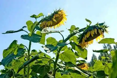 新疆伊宁向日葵田