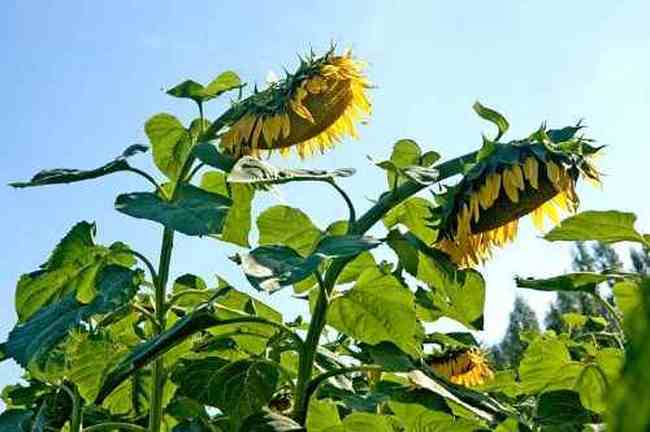 新疆伊宁向日葵田,图三