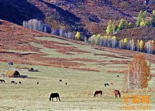 世外桃源白哈巴