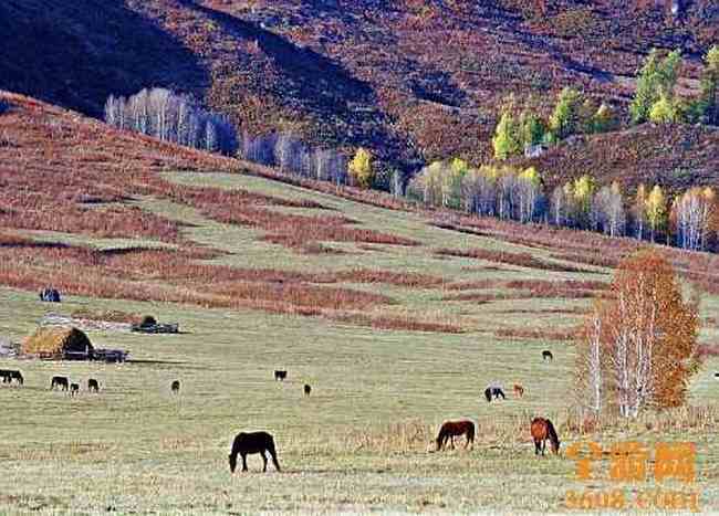 世外桃源白哈巴,图十三