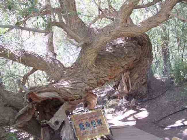 新疆--绿洲神木园,图三