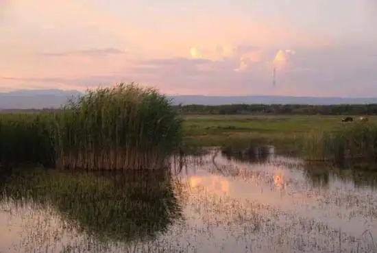 哈巴河：金色芦苇荡