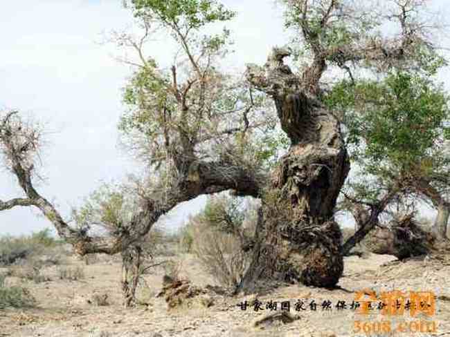 甘家湖神韵,图十九