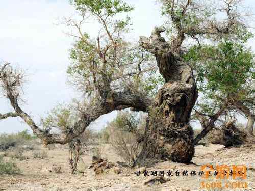 甘家湖神韵,图十九