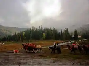 北疆秋色