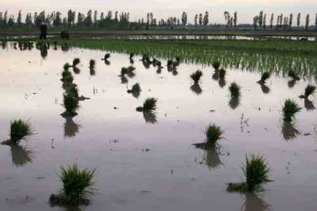 新疆米泉稻乡,图五