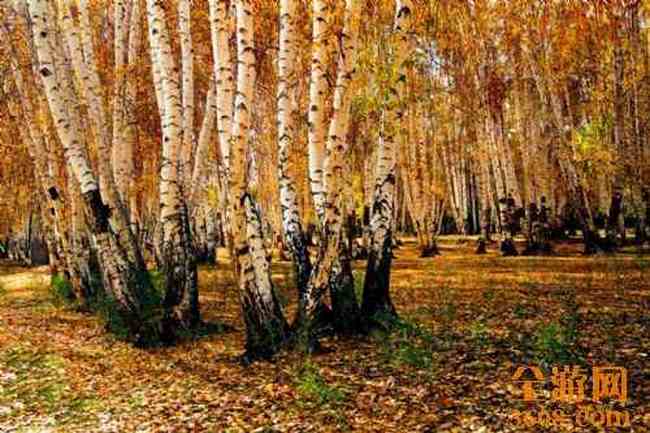 哈纳斯湖秋光,图五