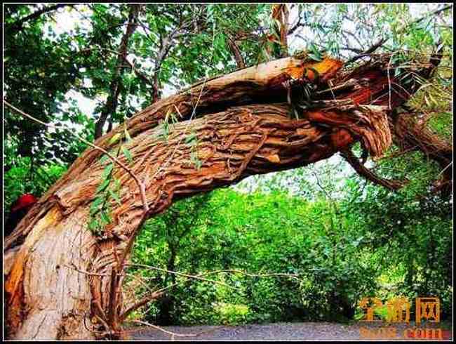 新疆吐鲁番,图十一