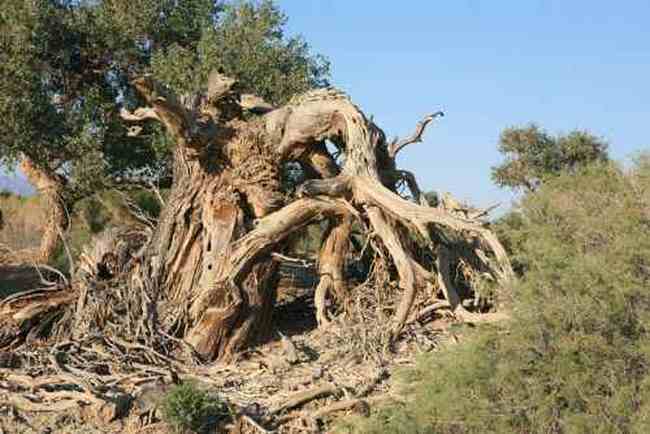 艾比湖畔的胡杨林,图一