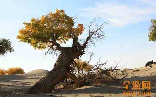 沙漠胡杨,图十六