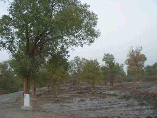 新疆 - 塔克拉玛的另一道风景,图十二