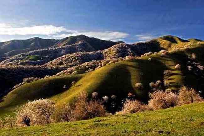 新疆新源县 原始杏树沟,图十七