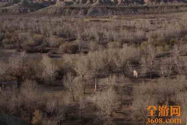 新疆自驾之旅（五）,图十四