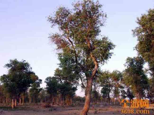 甘家湖神韵,图十四