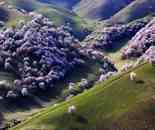 新疆新源縣 原始杏樹溝