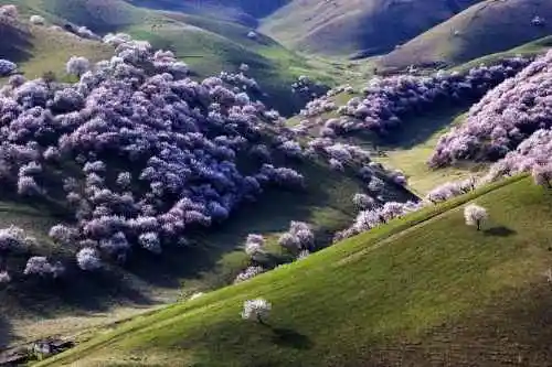 新疆新源县 原始杏树沟