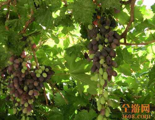 葡萄沟风光,图十
